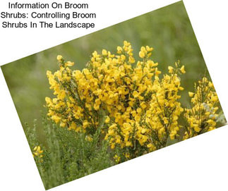 Information On Broom Shrubs: Controlling Broom Shrubs In The Landscape