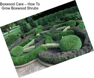 Boxwood Care – How To Grow Boxwood Shrubs