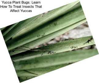 Yucca Plant Bugs: Learn How To Treat Insects That Affect Yuccas