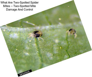 What Are Two-Spotted Spider Mites – Two-Spotted Mite Damage And Control