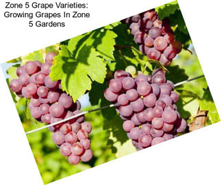 Zone 5 Grape Varieties: Growing Grapes In Zone 5 Gardens
