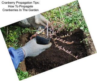 Cranberry Propagation Tips: How To Propagate Cranberries In The Garden