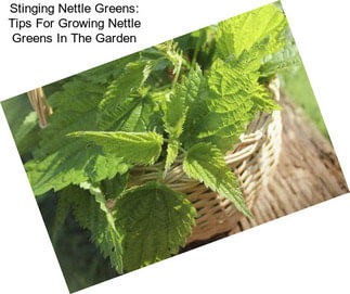 Stinging Nettle Greens: Tips For Growing Nettle Greens In The Garden