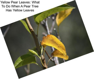 Yellow Pear Leaves: What To Do When A Pear Tree Has Yellow Leaves