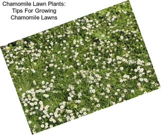 Chamomile Lawn Plants: Tips For Growing Chamomile Lawns