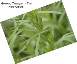 Growing Tarragon In The Herb Garden