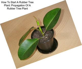 How To Start A Rubber Tree Plant: Propagation Of A Rubber Tree Plant