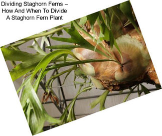 Dividing Staghorn Ferns – How And When To Divide A Staghorn Fern Plant