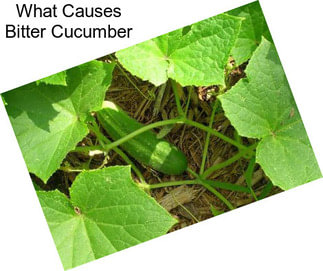 What Causes Bitter Cucumber