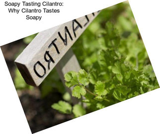 Soapy Tasting Cilantro: Why Cilantro Tastes Soapy