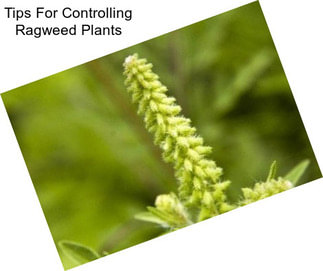 Tips For Controlling Ragweed Plants