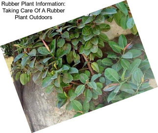 Rubber Plant Information: Taking Care Of A Rubber Plant Outdoors