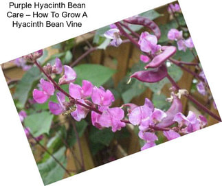 Purple Hyacinth Bean Care – How To Grow A Hyacinth Bean Vine