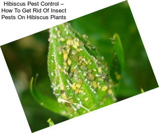 Hibiscus Pest Control – How To Get Rid Of Insect Pests On Hibiscus Plants