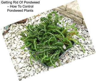 Getting Rid Of Pondweed – How To Control Pondweed Plants