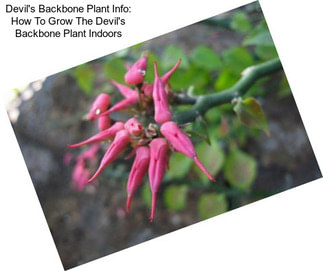 Devil\'s Backbone Plant Info: How To Grow The Devil\'s Backbone Plant Indoors