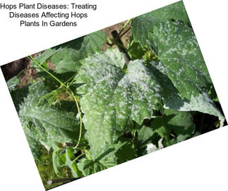 Hops Plant Diseases: Treating Diseases Affecting Hops Plants In Gardens