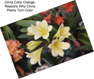 Clivia Color Change: Reasons Why Clivia Plants Turn Color