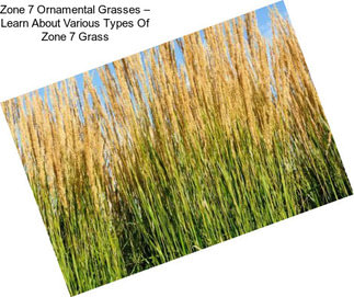 Zone 7 Ornamental Grasses – Learn About Various Types Of Zone 7 Grass