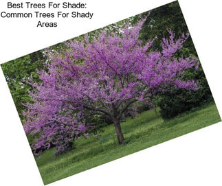 Best Trees For Shade: Common Trees For Shady Areas