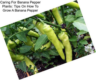 Caring For Banana Pepper Plants: Tips On How To Grow A Banana Pepper