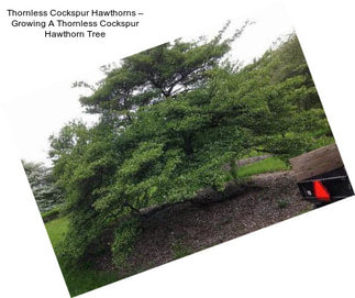 Thornless Cockspur Hawthorns – Growing A Thornless Cockspur Hawthorn Tree