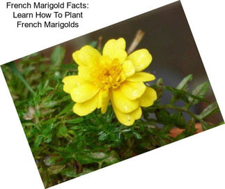 French Marigold Facts: Learn How To Plant French Marigolds