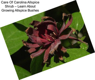 Care Of Carolina Allspice Shrub – Learn About Growing Allspice Bushes