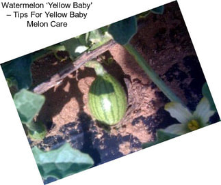 Watermelon ‘Yellow Baby\' – Tips For Yellow Baby Melon Care