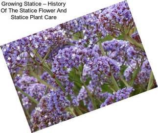 Growing Statice – History Of The Statice Flower And Statice Plant Care