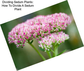 Dividing Sedum Plants: How To Divide A Sedum Plant