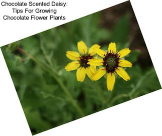 Chocolate Scented Daisy: Tips For Growing Chocolate Flower Plants