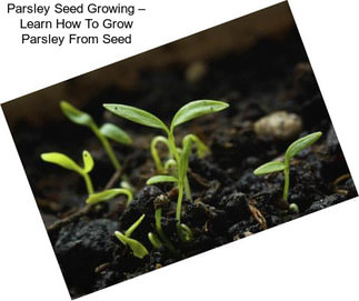 Parsley Seed Growing – Learn How To Grow Parsley From Seed