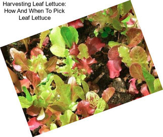 Harvesting Leaf Lettuce: How And When To Pick Leaf Lettuce