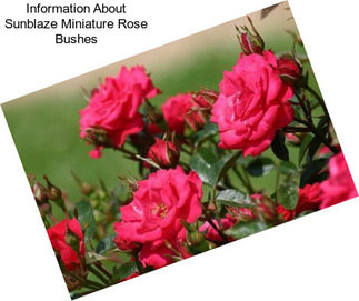 Information About Sunblaze Miniature Rose Bushes