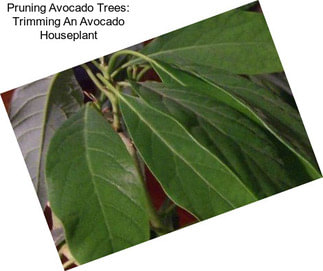 Pruning Avocado Trees: Trimming An Avocado Houseplant