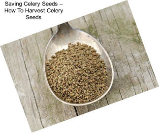 Saving Celery Seeds – How To Harvest Celery Seeds