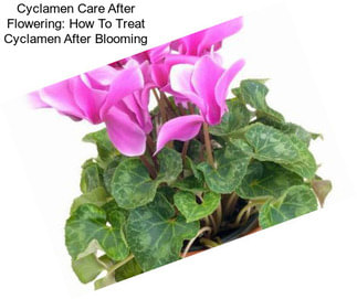 Cyclamen Care After Flowering: How To Treat Cyclamen After Blooming