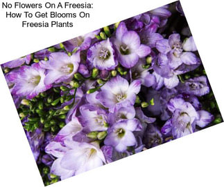No Flowers On A Freesia: How To Get Blooms On Freesia Plants