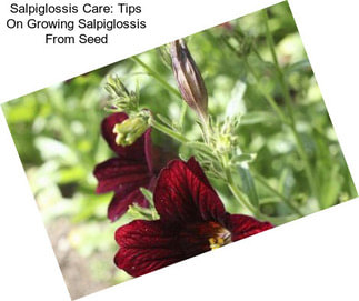 Salpiglossis Care: Tips On Growing Salpiglossis From Seed