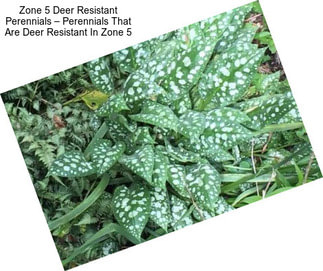 Zone 5 Deer Resistant Perennials – Perennials That Are Deer Resistant In Zone 5