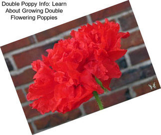 Double Poppy Info: Learn About Growing Double Flowering Poppies