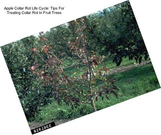 Apple Collar Rot Life Cycle: Tips For Treating Collar Rot In Fruit Trees