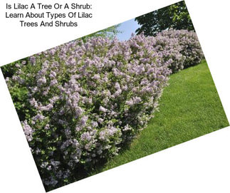 Is Lilac A Tree Or A Shrub: Learn About Types Of Lilac Trees And Shrubs