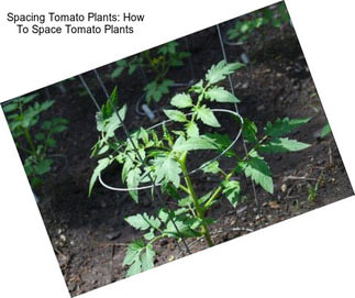 Spacing Tomato Plants: How To Space Tomato Plants