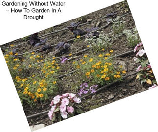Gardening Without Water – How To Garden In A Drought