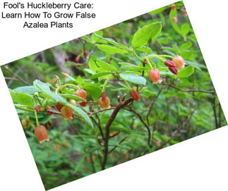 Fool\'s Huckleberry Care: Learn How To Grow False Azalea Plants
