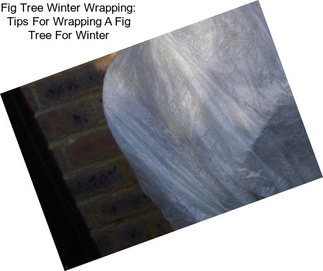 Fig Tree Winter Wrapping: Tips For Wrapping A Fig Tree For Winter