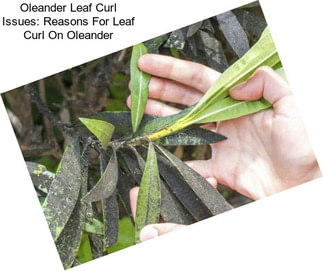 Oleander Leaf Curl Issues: Reasons For Leaf Curl On Oleander