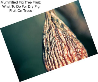 Mummified Fig Tree Fruit: What To Do For Dry Fig Fruit On Trees